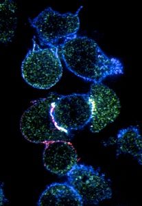 Confocal fluorescence microscopy image of a human T cell forming immunological synapses